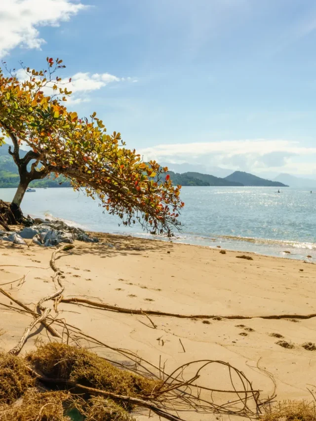 Praia de Jabaquara conheça a melhor praia de Ilhabela