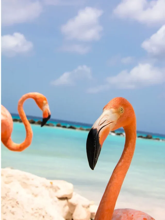 Aruba maravilhosa ilha do Caribe paraíso imperdível