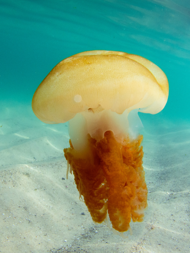 Ilha do Campeche confira motivos para você conhecer