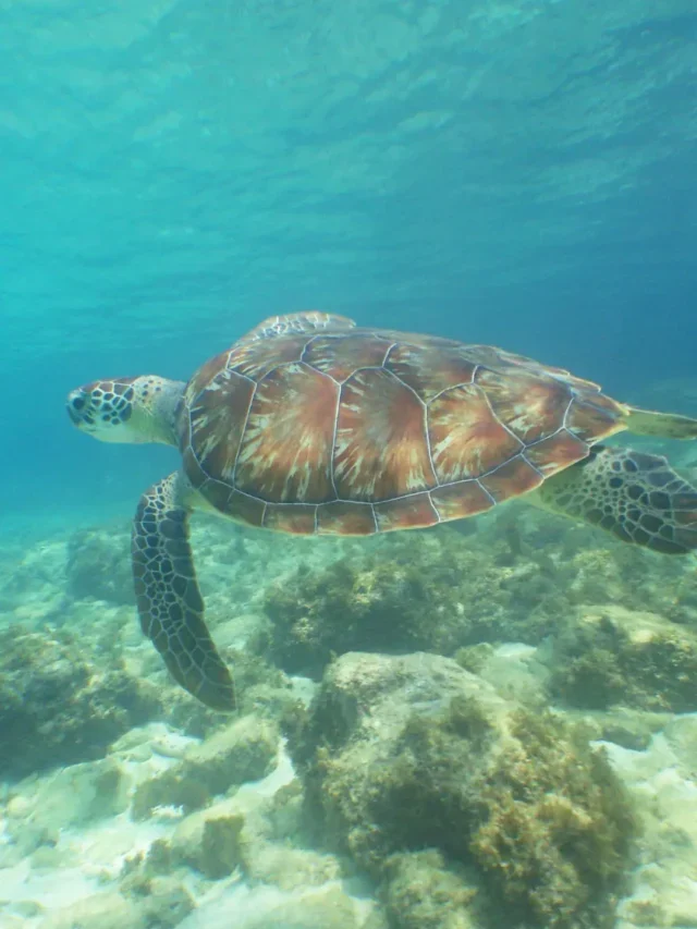 Curaçao paraíso caribenho com praias espetaculares