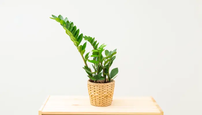 Zamioculca saiba como cuidar desta planta incrível