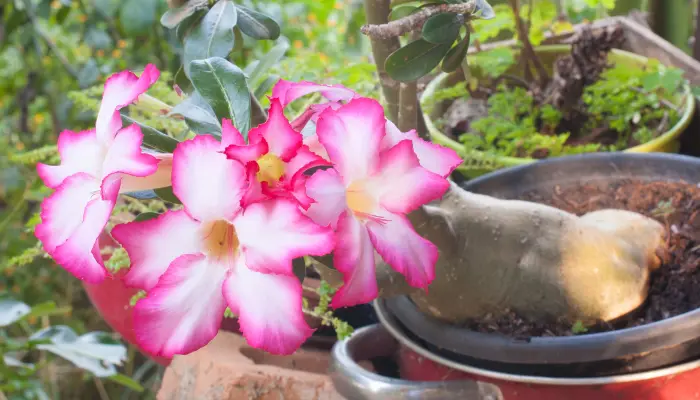 Como cuidar da sua Rosa do deserto