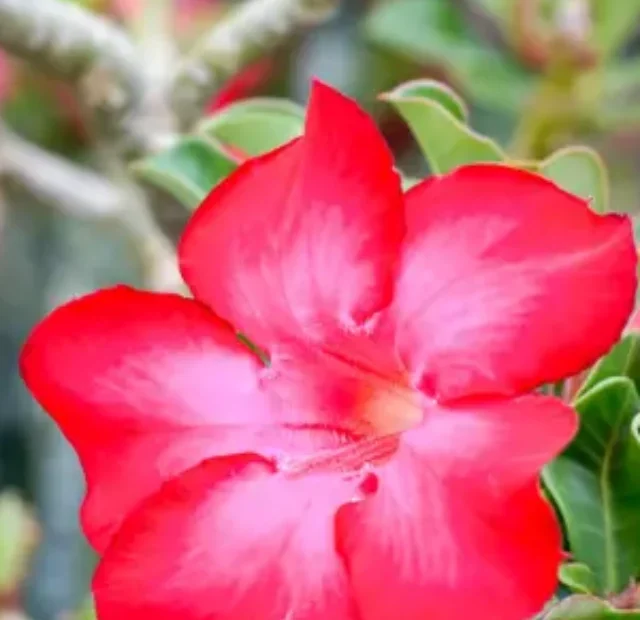 Rosa do deserto descubra como cultivar do jeito simples