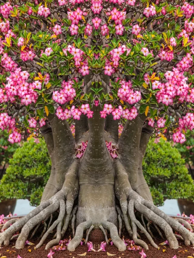 TUDO QUE VOCÊ PRECISA SABER PARA CUIDAR DA ROSA DO DESERTO EM CASA