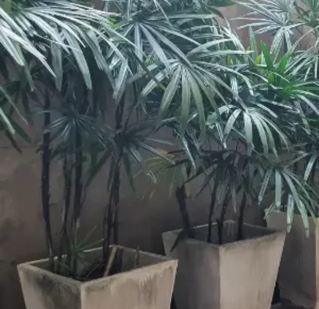 Palmeira Ráfia conheça e saiba como cultivar no jardim