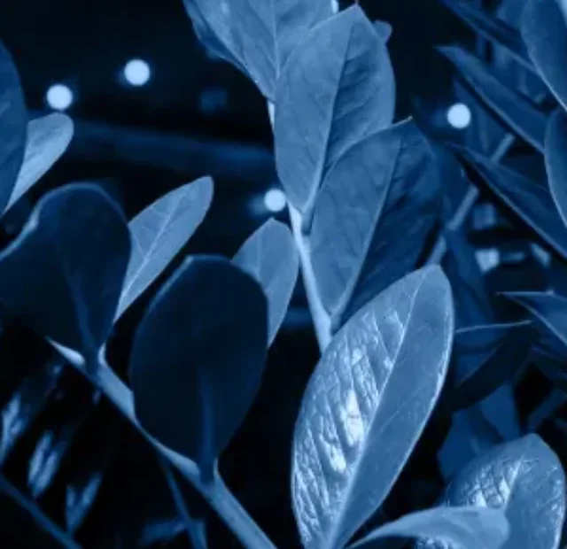 Saiba como cuidar da Zamioculca negra em seu jardim