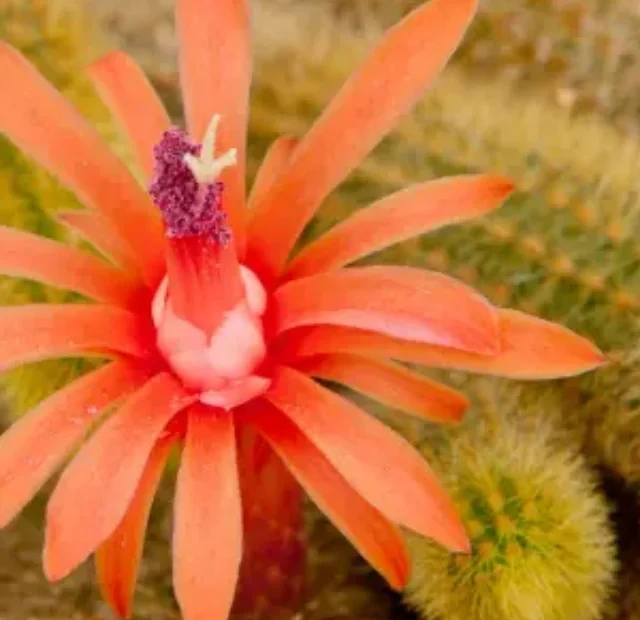 Como cuidar do incrível Cacto rabo-de-macaco em casa