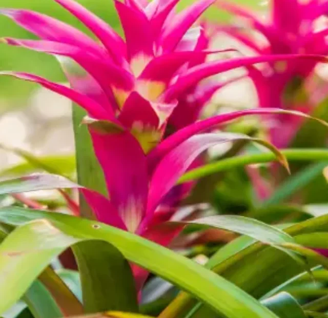 Como cuidar de Bromélias no inverno da maneira mais simples