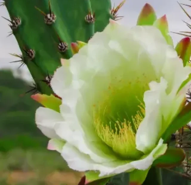 Descubra como cuidar do Cacto mandacaru