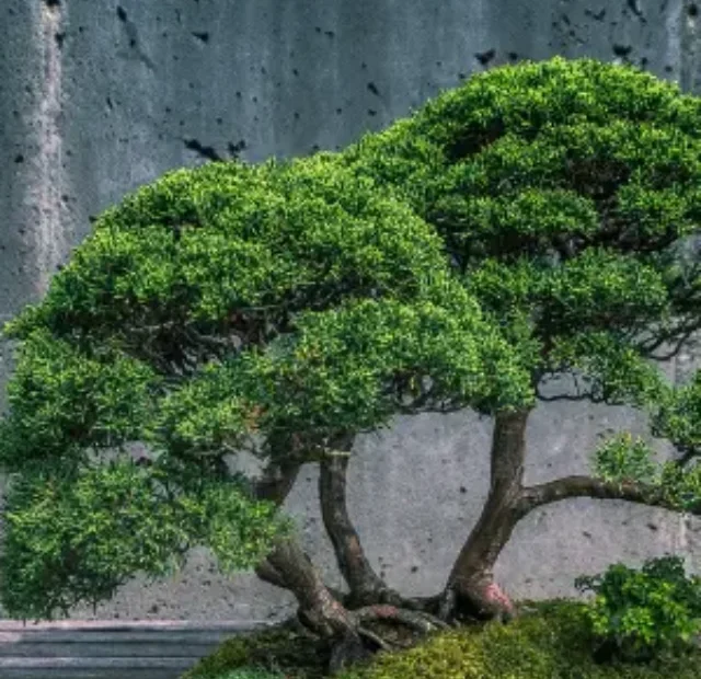 Bonsai descubra a técnica de como fazer facilmente