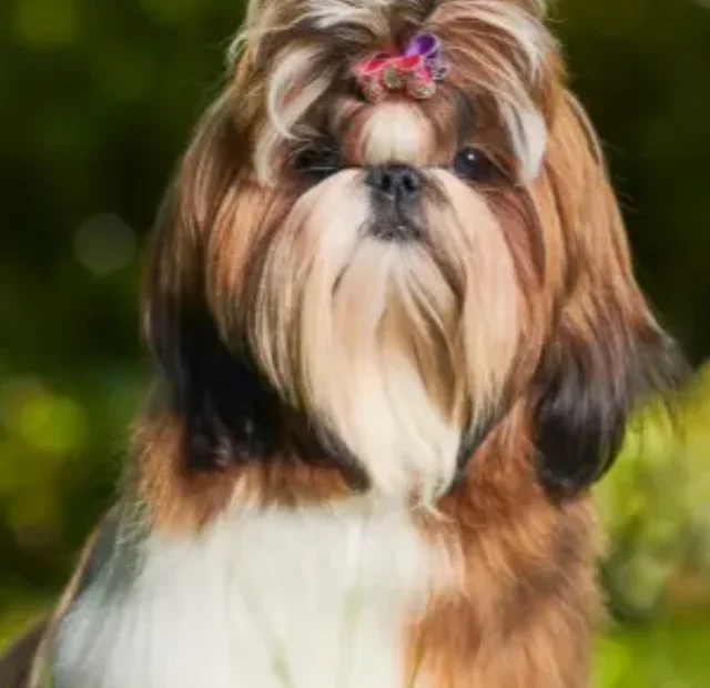 Shih-tzu e Lhasa apso