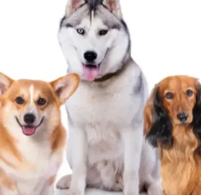 Cachorro tem sentimento? entenda o que a ciência diz