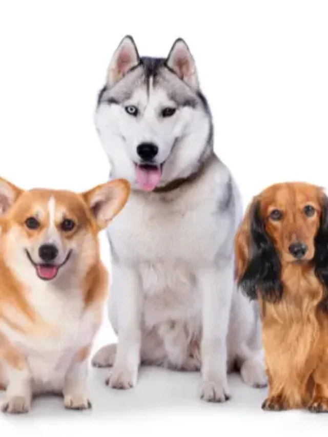 CACHORRO TEM SENTIMENTO? VEM CONFERIR ESSA DESCOBERTA