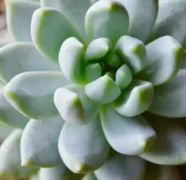 Como plantar Suculentas com dicas e técnicas essenciais